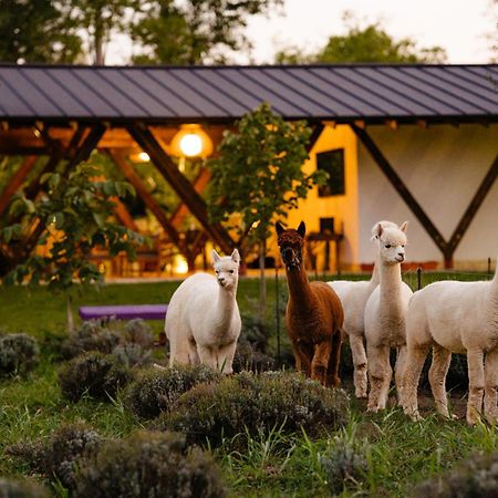 فندق The Tribe Alpaca Retreat Branesti المظهر الخارجي الصورة