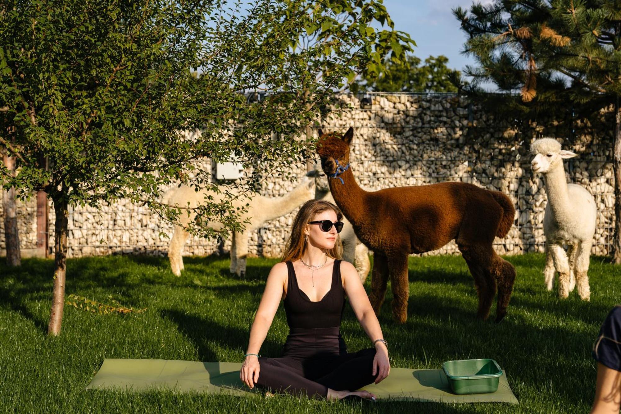 فندق The Tribe Alpaca Retreat Branesti المظهر الخارجي الصورة