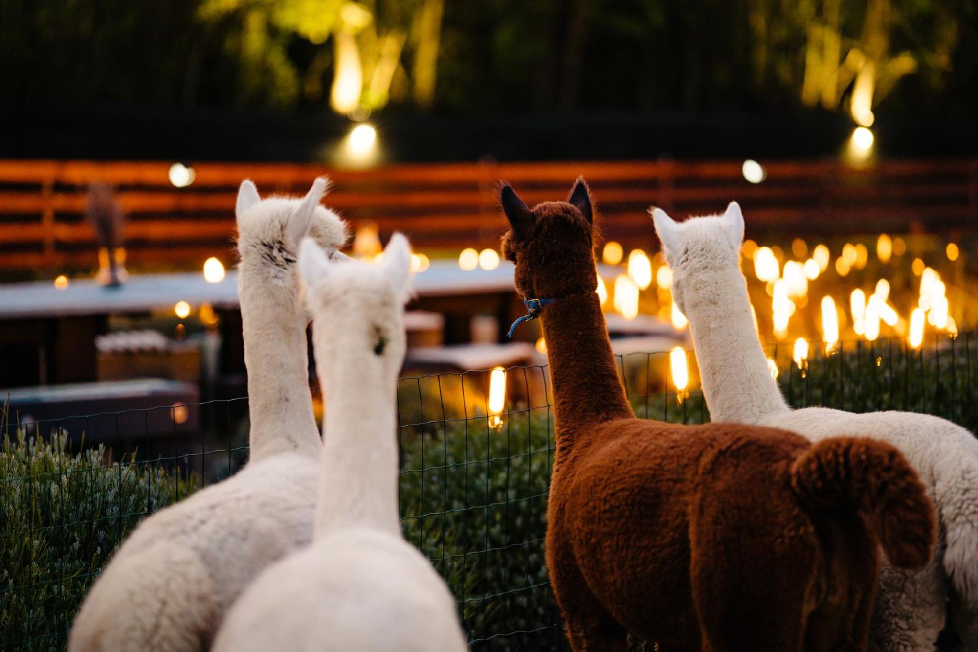فندق The Tribe Alpaca Retreat Branesti المظهر الخارجي الصورة