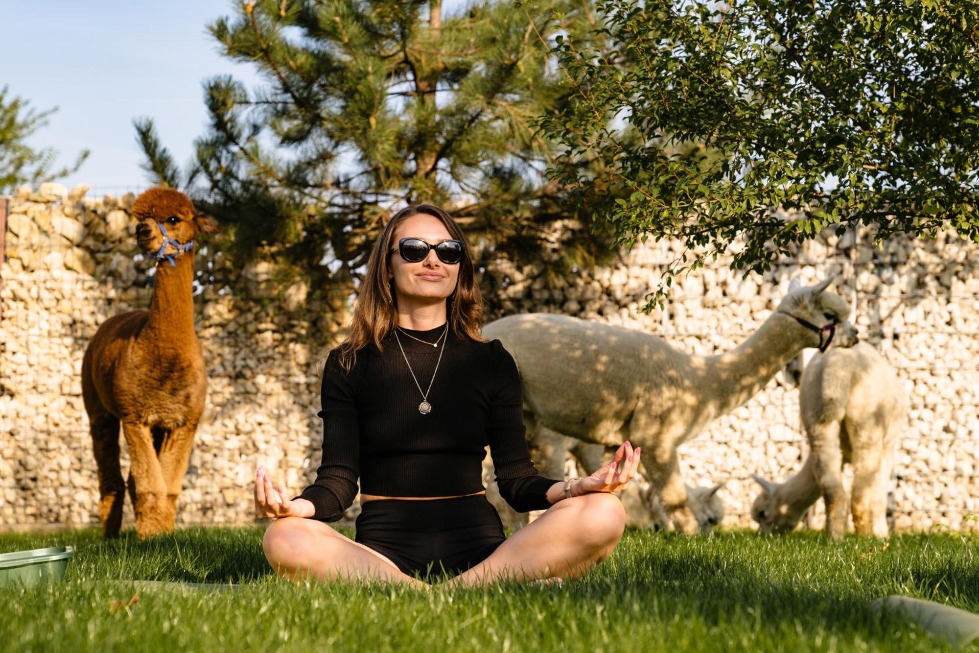 فندق The Tribe Alpaca Retreat Branesti المظهر الخارجي الصورة