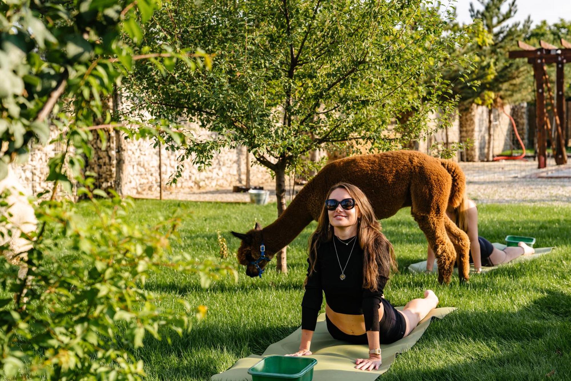 فندق The Tribe Alpaca Retreat Branesti المظهر الخارجي الصورة