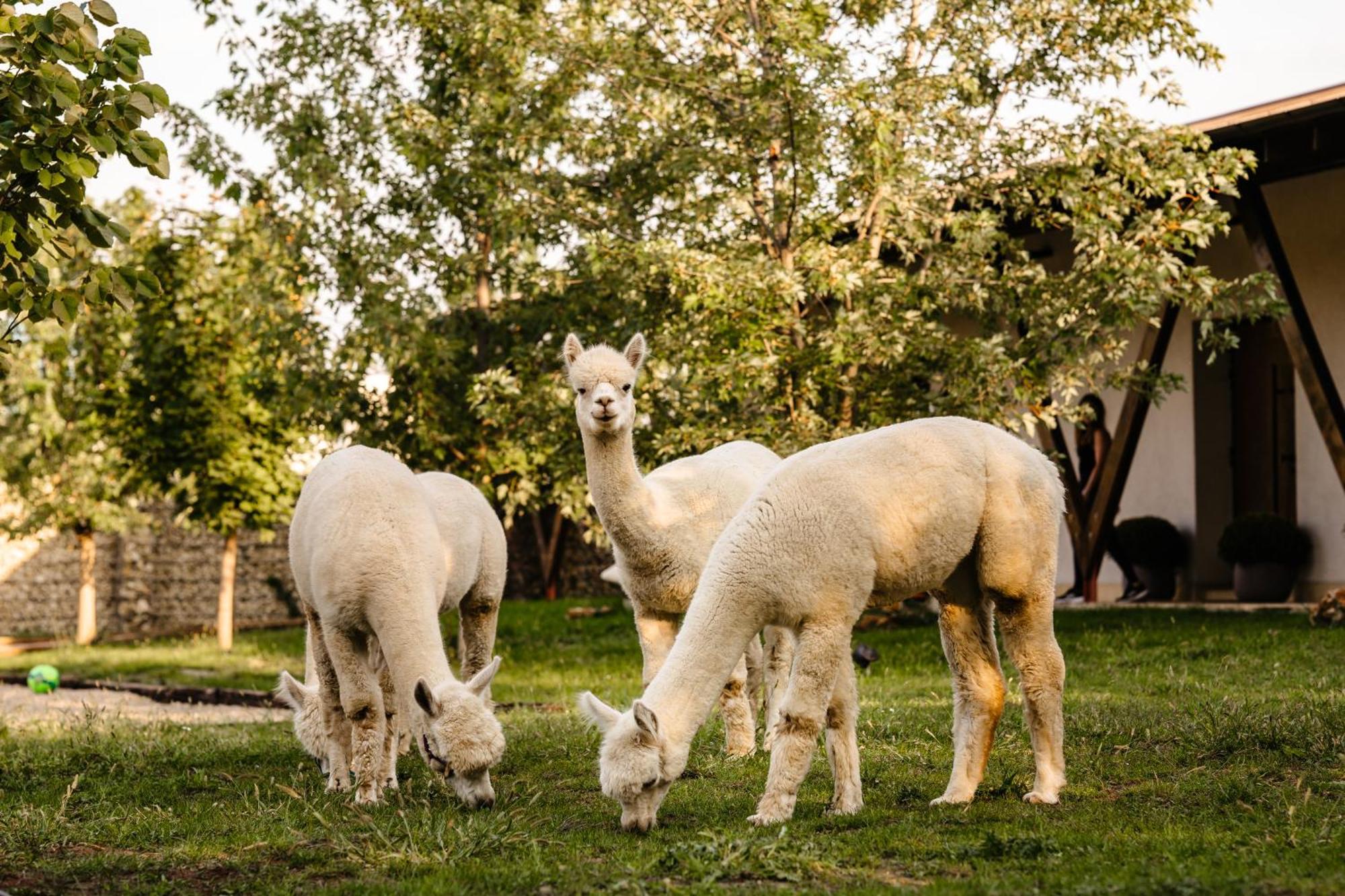 فندق The Tribe Alpaca Retreat Branesti المظهر الخارجي الصورة