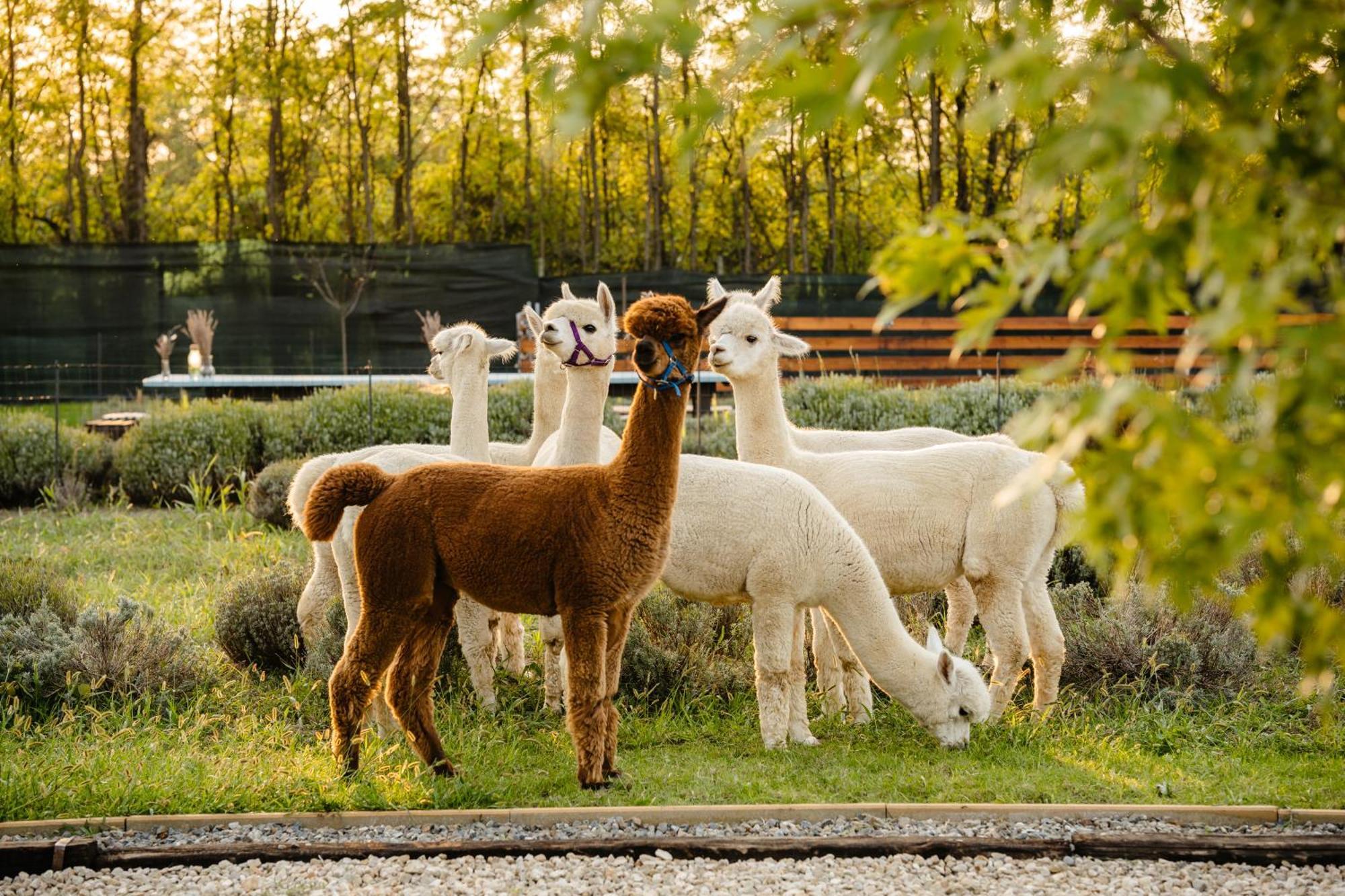 فندق The Tribe Alpaca Retreat Branesti المظهر الخارجي الصورة