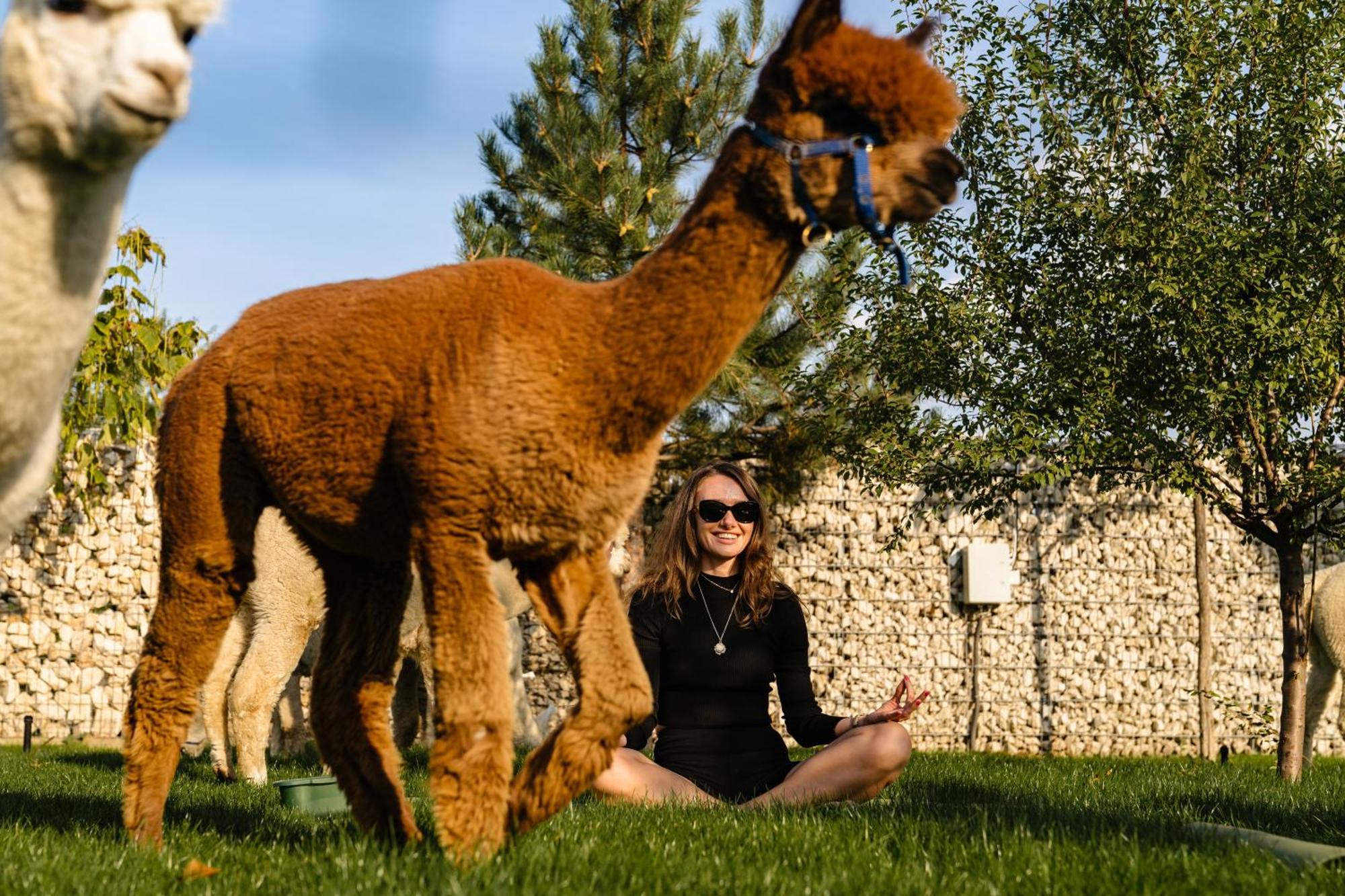فندق The Tribe Alpaca Retreat Branesti المظهر الخارجي الصورة