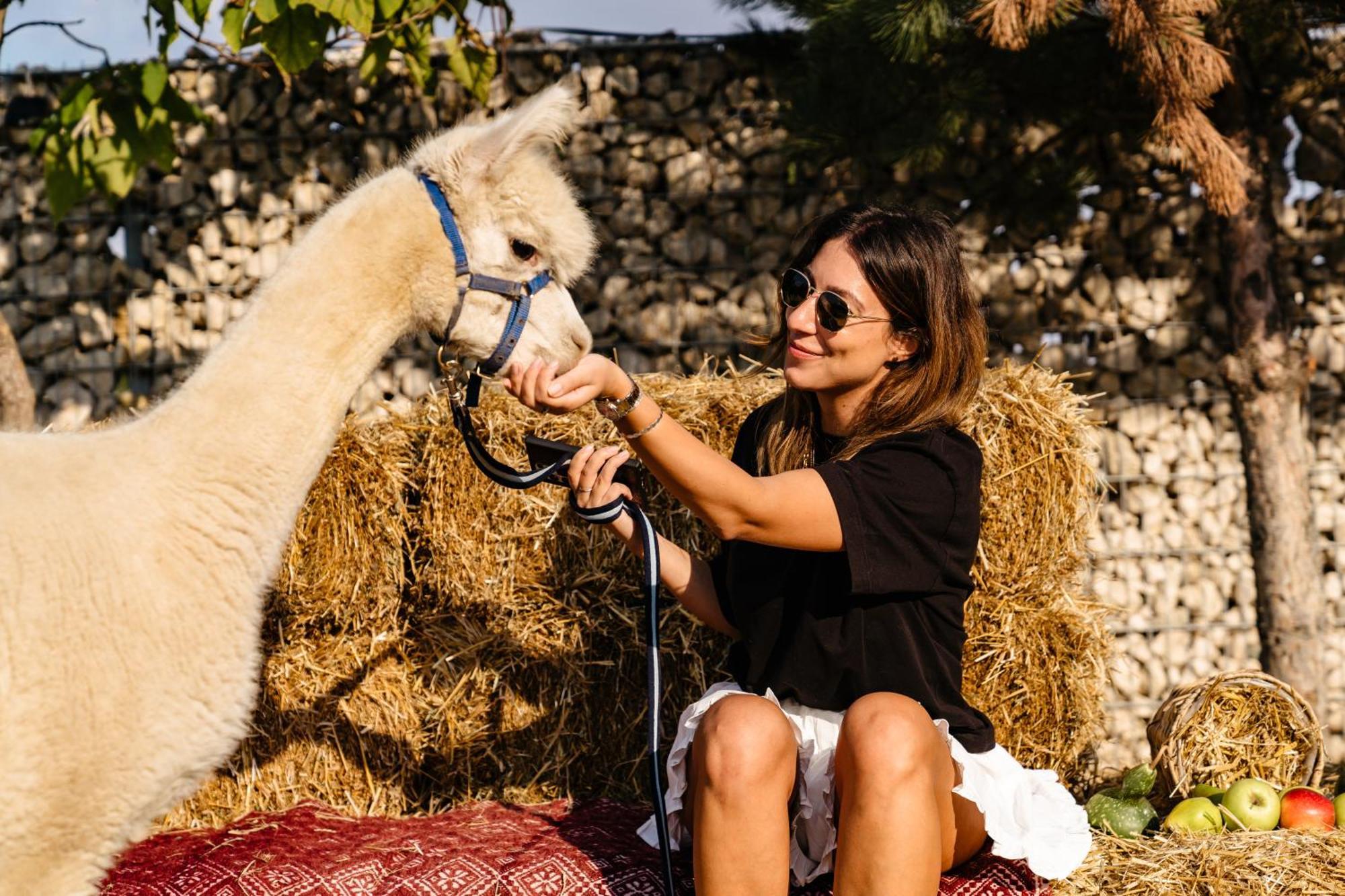 فندق The Tribe Alpaca Retreat Branesti المظهر الخارجي الصورة